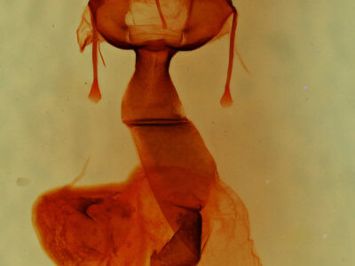 genitalia view of adult Lacinipolia olivacea