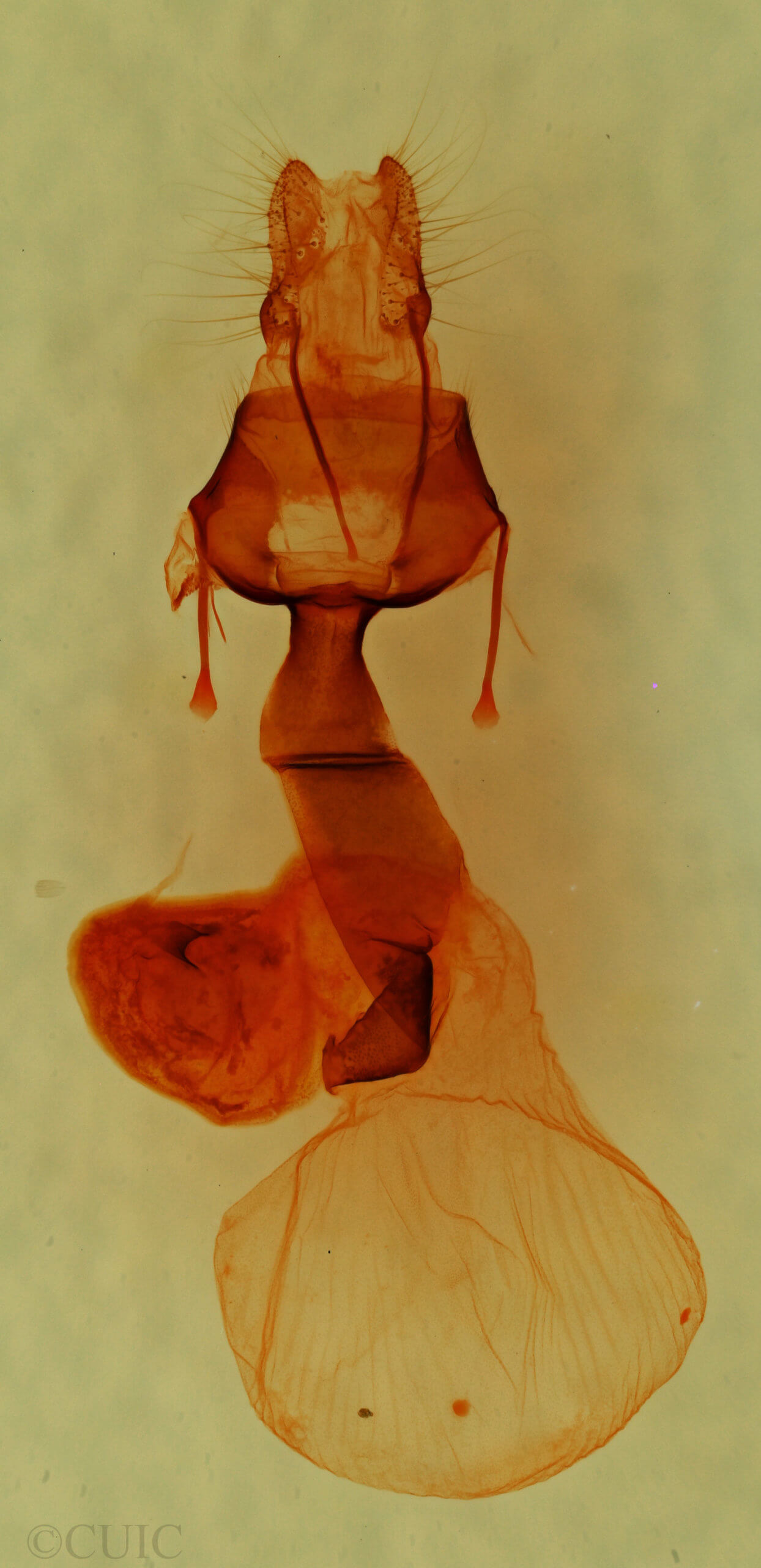 genitalia view of adult Lacinipolia olivacea
