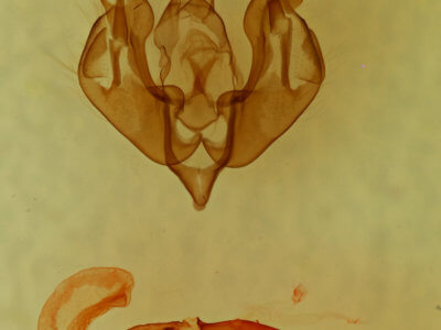 genitalia view of adult Lacinipolia viridifera