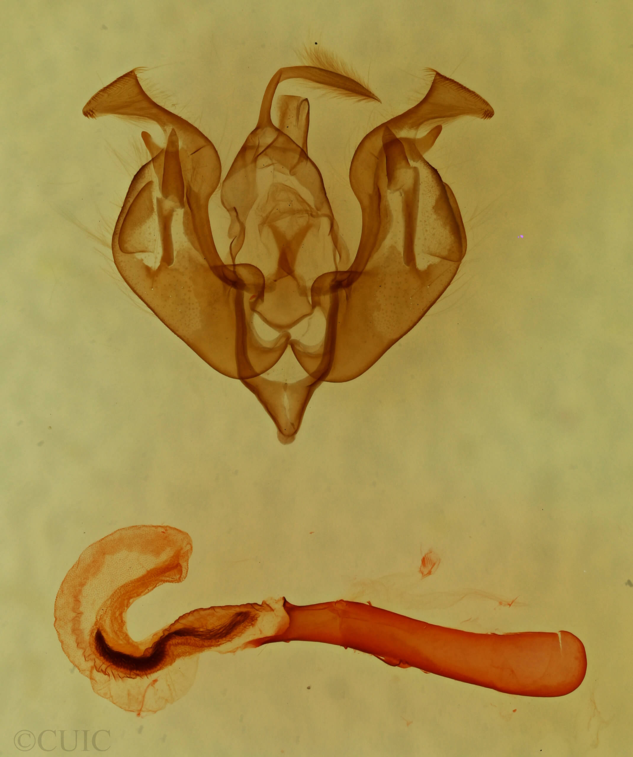 genitalia view of adult Lacinipolia viridifera