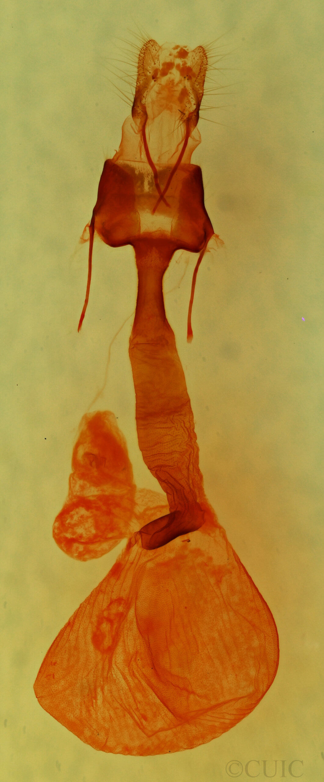 genitalia view of adult Lacinipolia viridifera