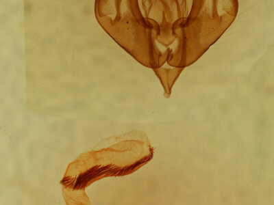 genitalia view of adult Lacinipolia viridifera