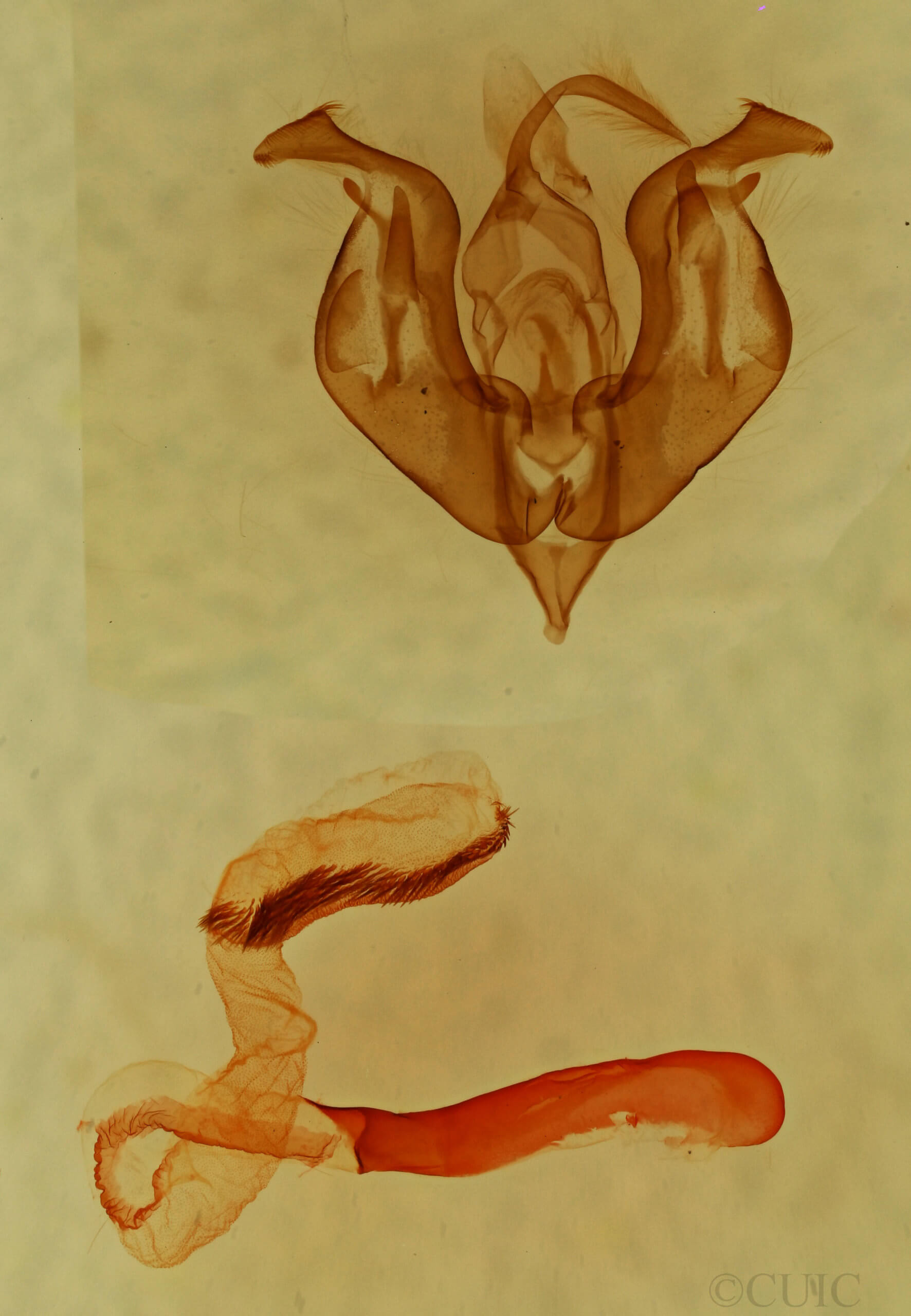 genitalia view of adult Lacinipolia viridifera