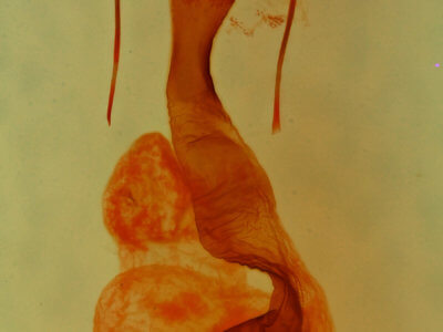 genitalia view of adult Lacinipolia viridifera