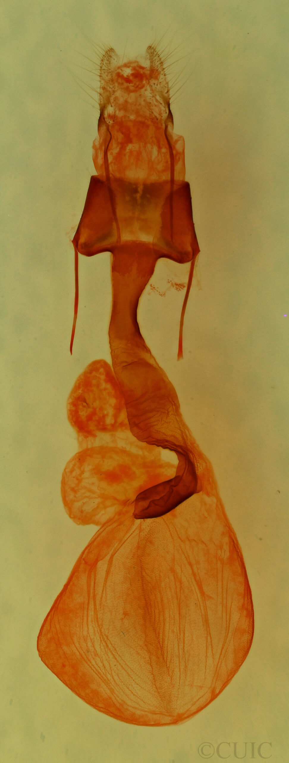 genitalia view of adult Lacinipolia viridifera