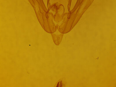 genitalia view of adult Lasionycta