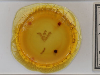 slide view of adult Lasionycta