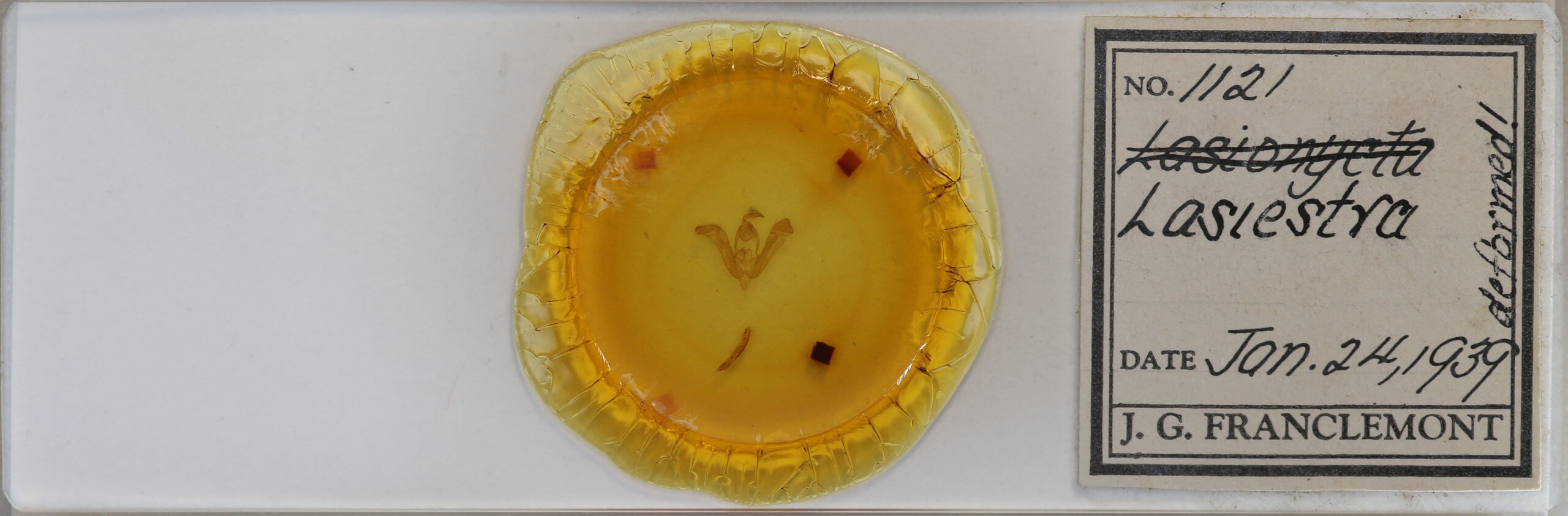 slide view of adult Lasionycta