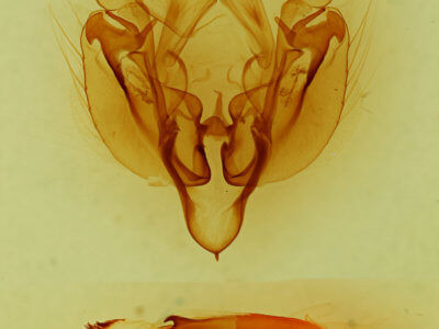 genitalia view of adult Leucania oaxacana