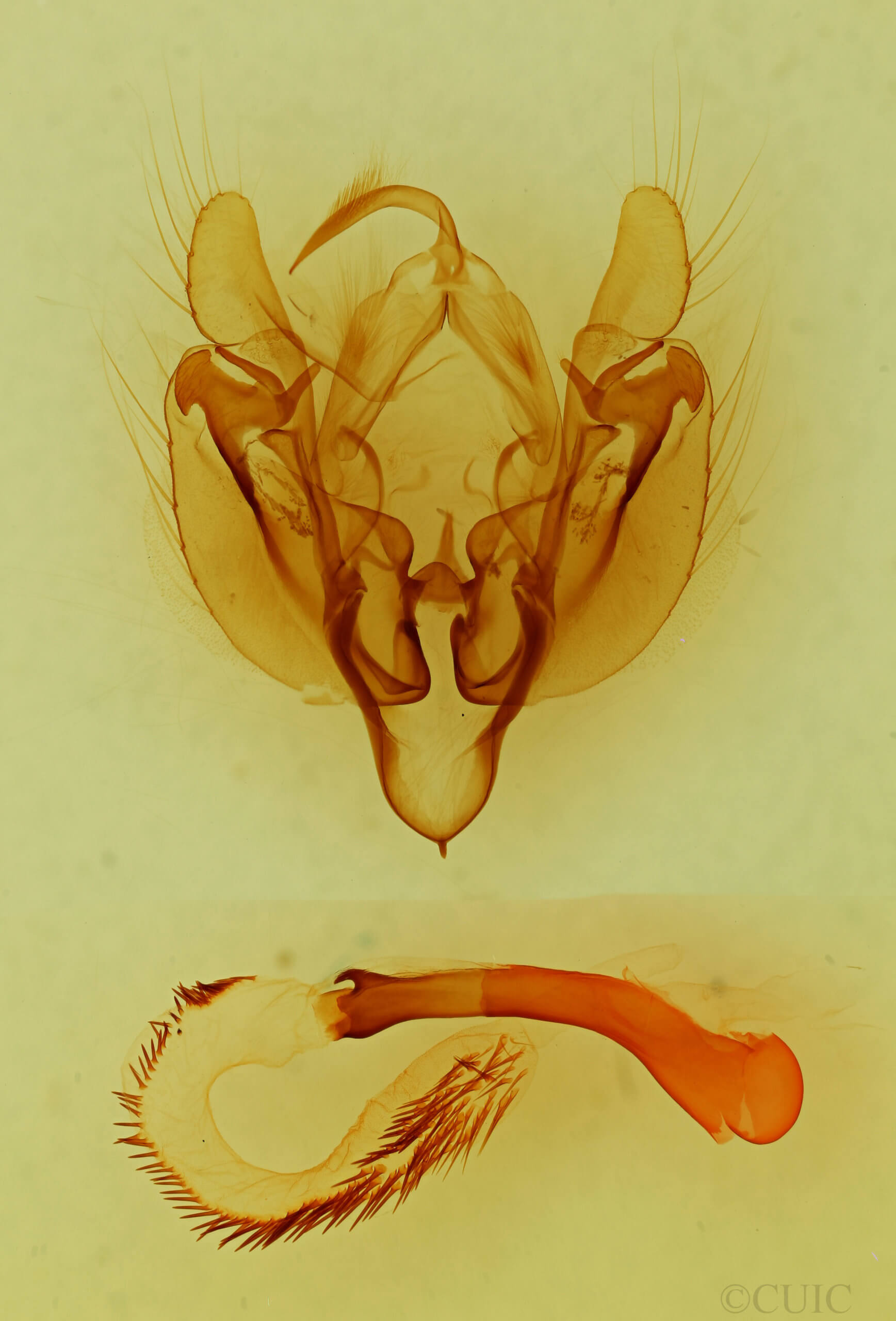 genitalia view of adult Leucania oaxacana