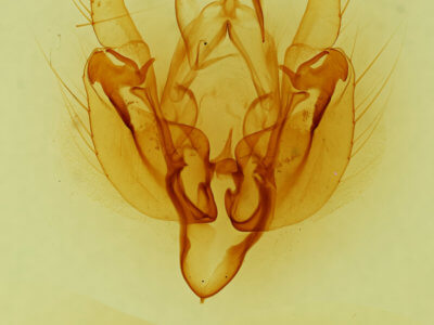 genitalia view of adult Leucania oaxacana