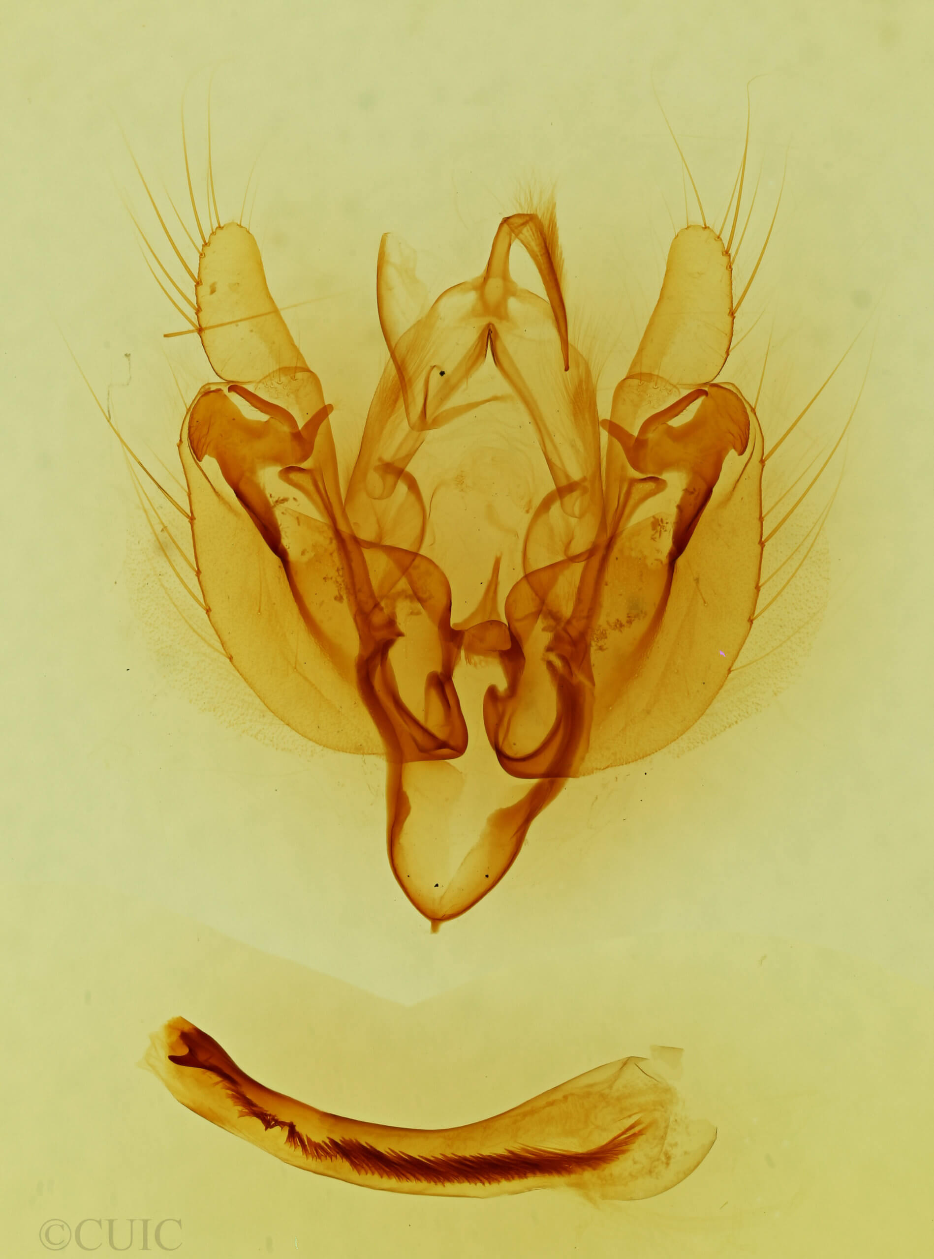 genitalia view of adult Leucania oaxacana