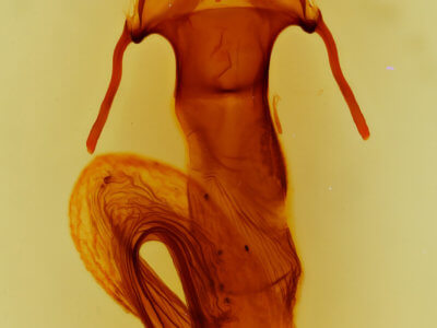 genitalia view of adult Leucania oaxacana