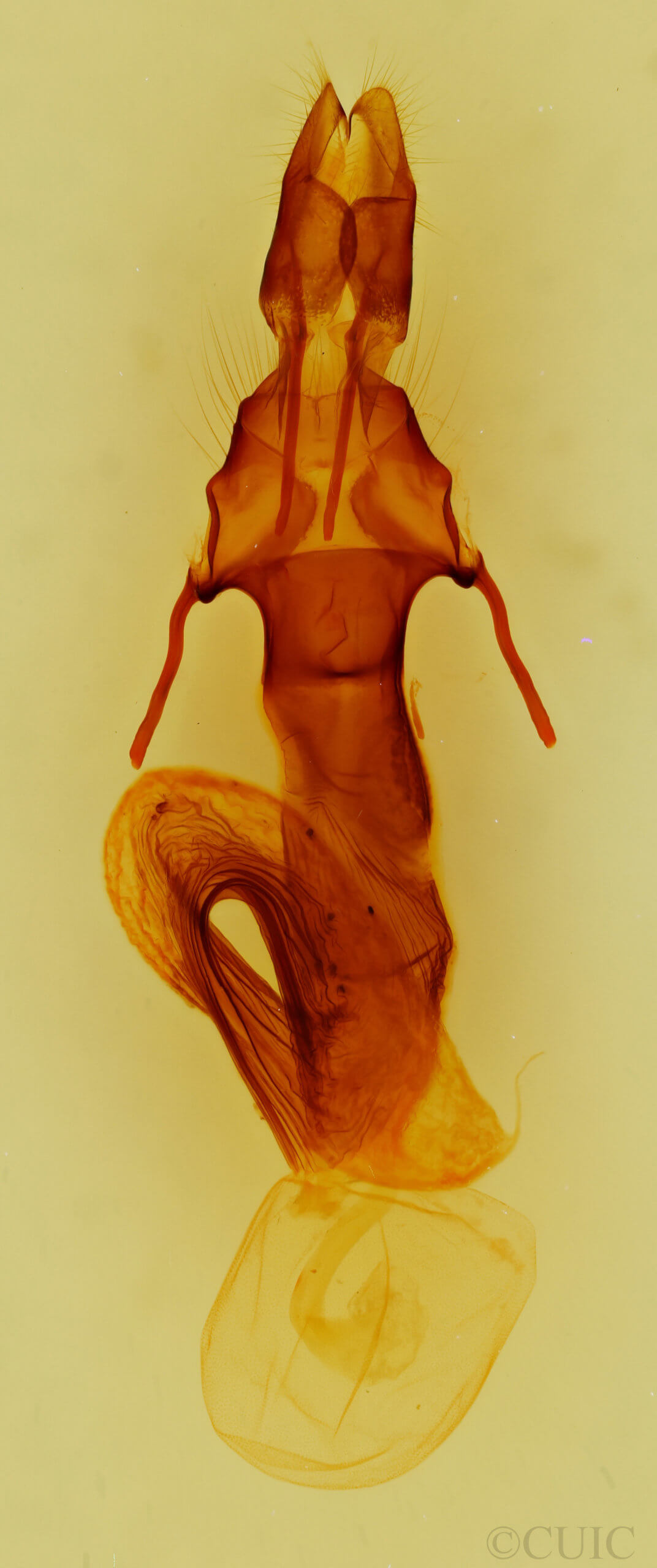 genitalia view of adult Leucania oaxacana