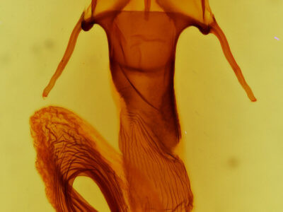 genitalia view of adult Leucania oaxacana