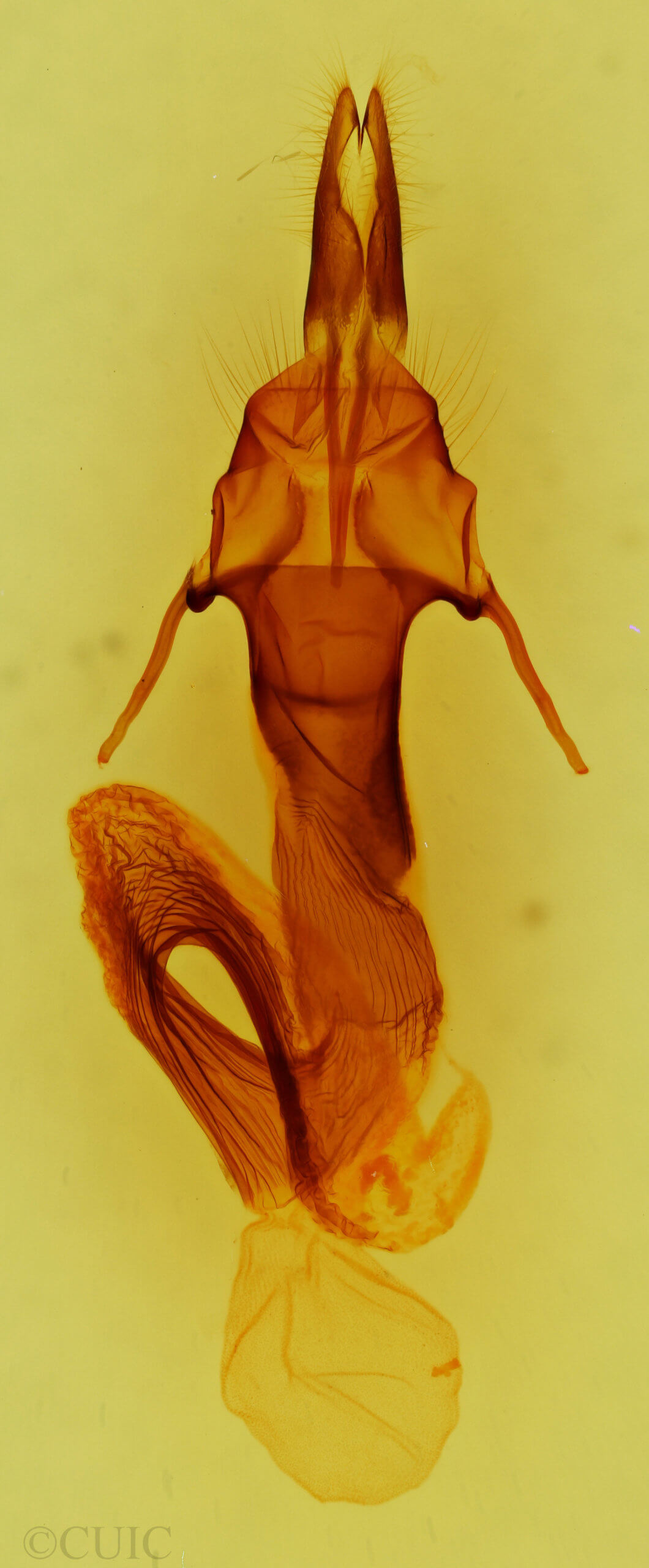 genitalia view of adult Leucania oaxacana
