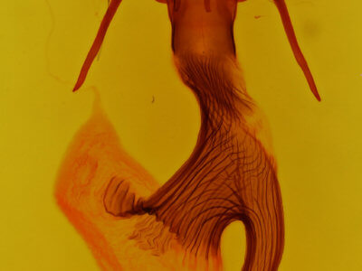 genitalia view of adult Leucania humidicola