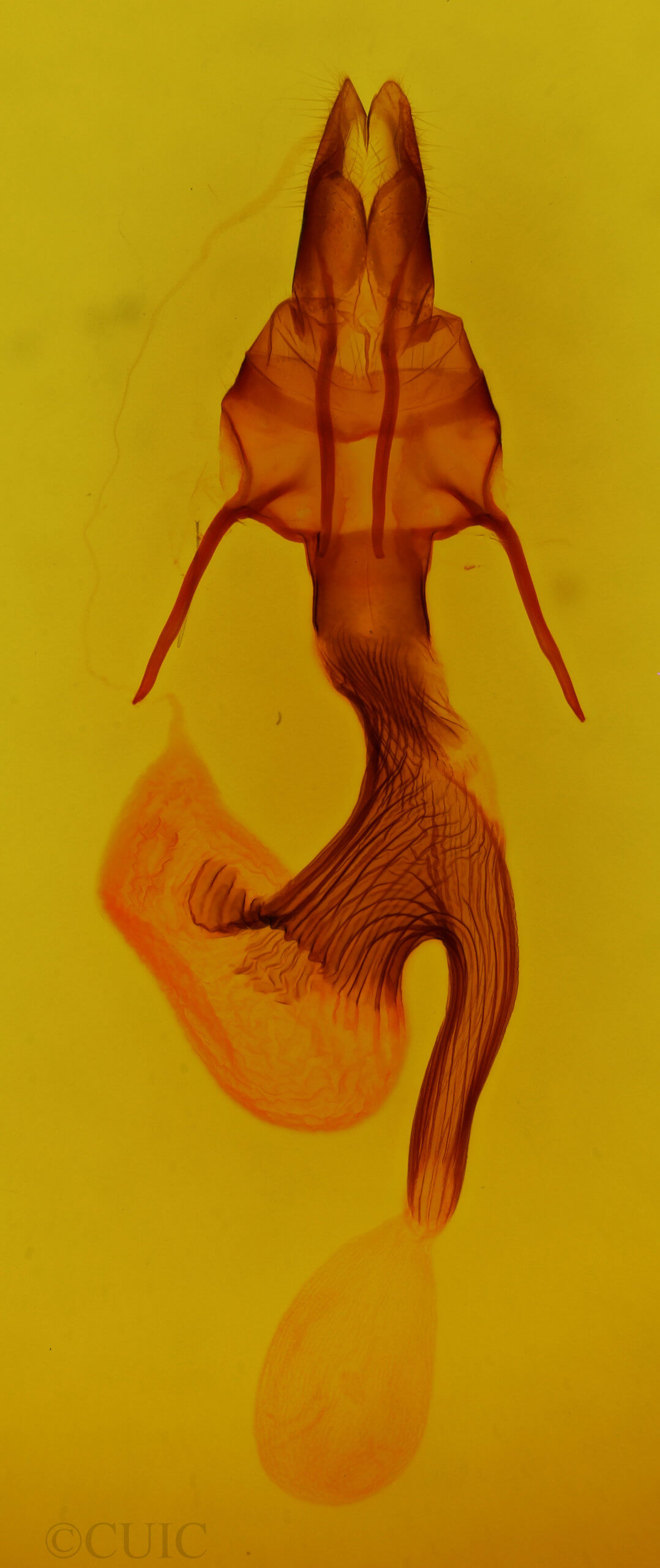 genitalia view of adult Leucania humidicola
