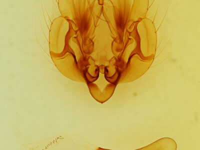 genitalia view of adult Leucania imperfecta