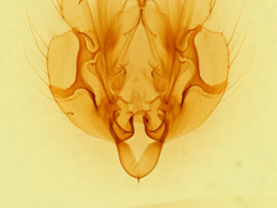 genitalia view of adult Leucania imperfecta