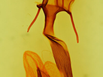 genitalia view of adult Leucania imperfecta
