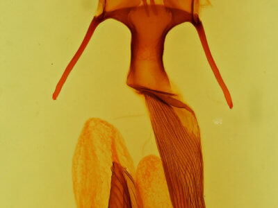 genitalia view of adult Leucania imperfecta