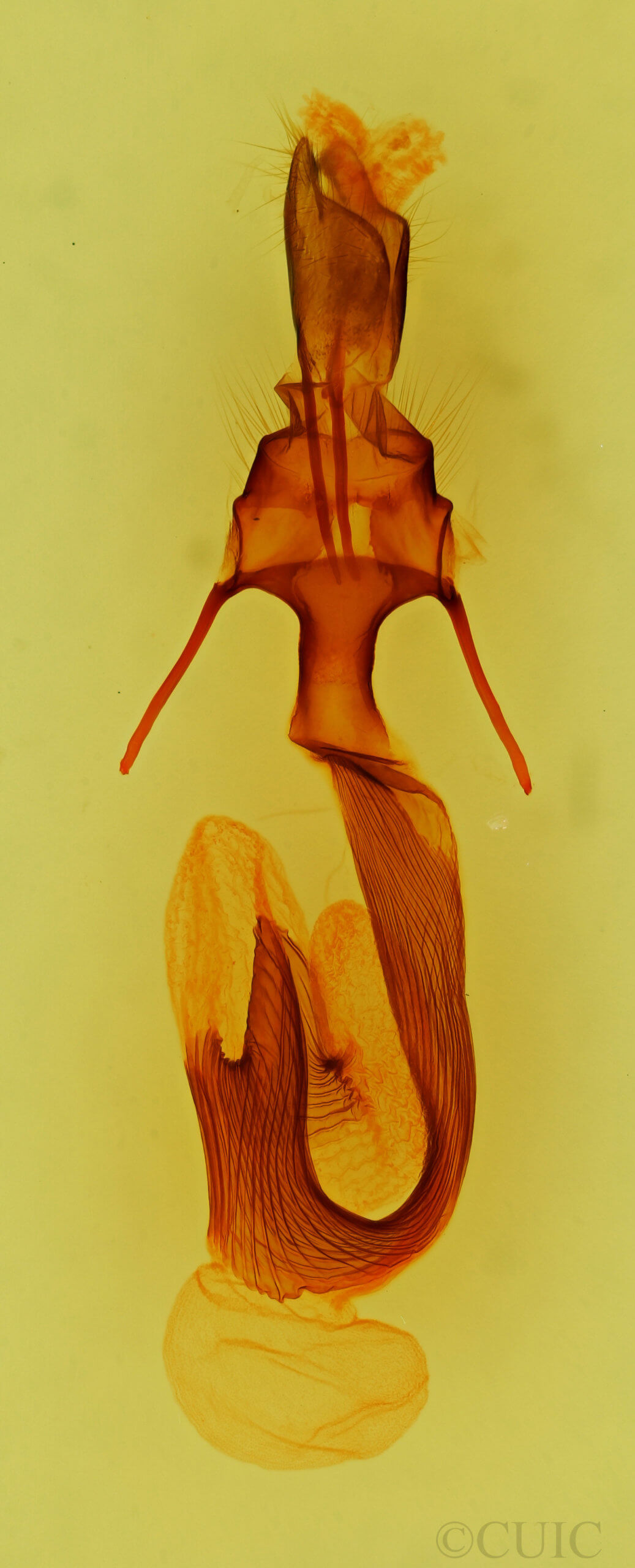 genitalia view of adult Leucania imperfecta