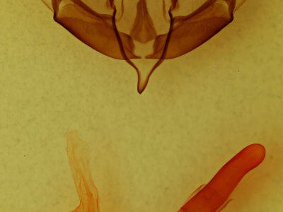 genitalia view of adult Lithophane jefferyi