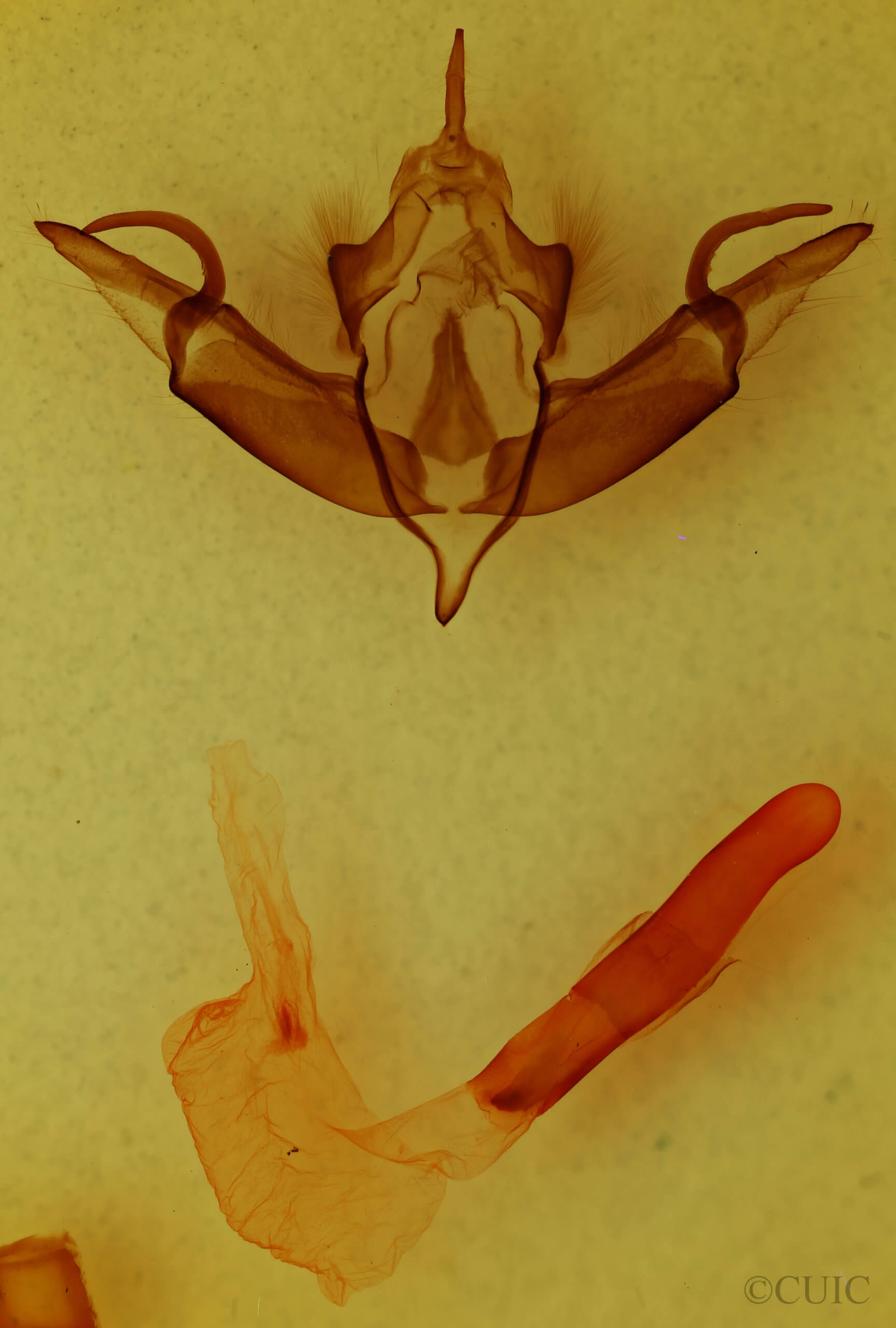 genitalia view of adult Lithophane jefferyi