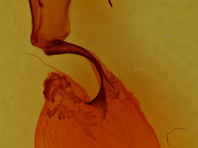 genitalia view of adult Lithophane jefferyi