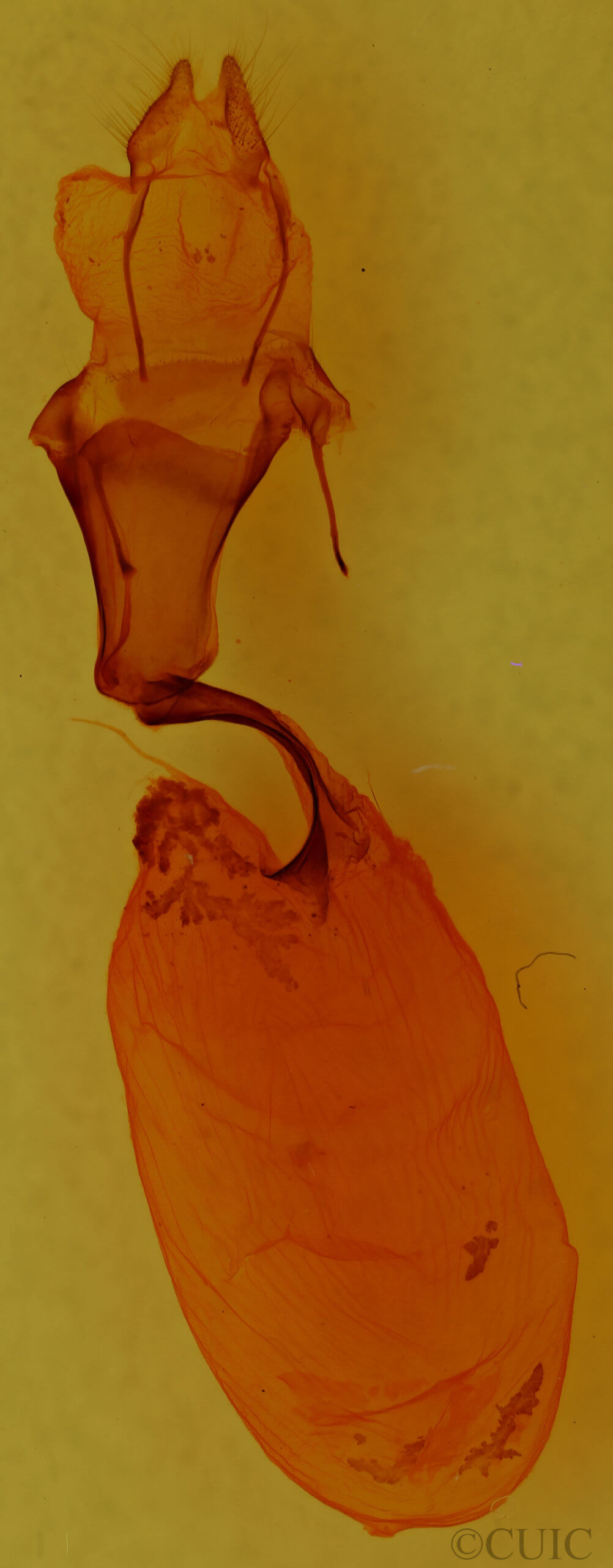 genitalia view of adult Lithophane jefferyi