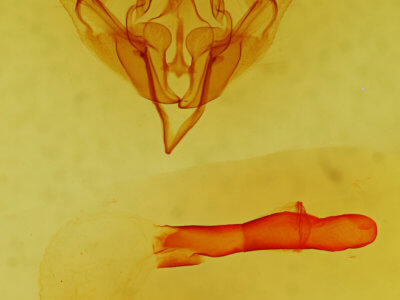 genitalia view of adult Lithophane contenta