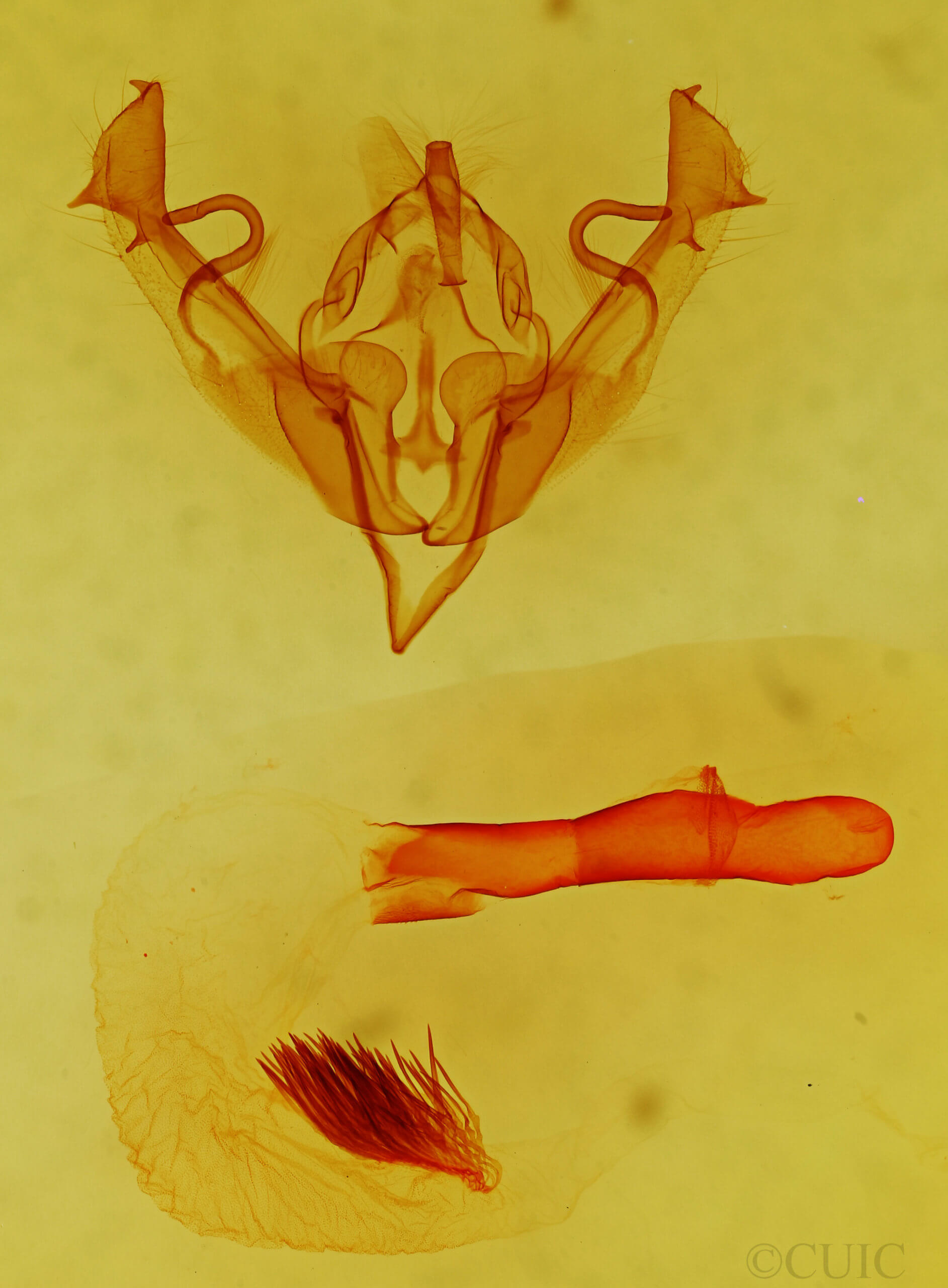 genitalia view of adult Lithophane contenta