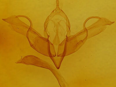 genitalia view of adult Lithophane