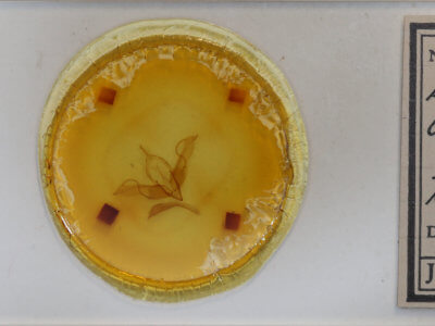 slide view of adult Lithophane