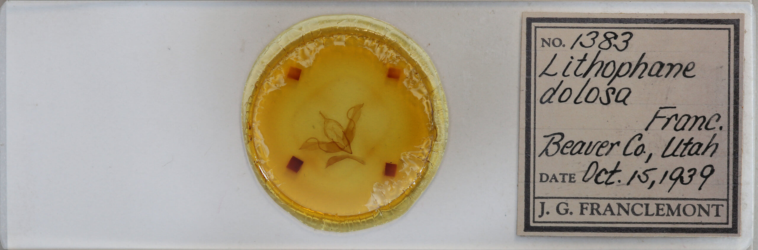 slide view of adult Lithophane