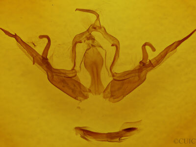 genitalia view of adult Lithophane querquera