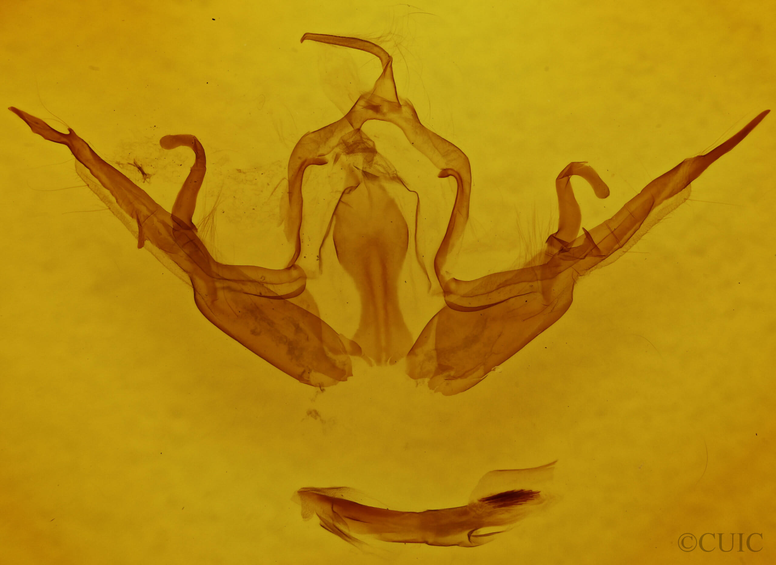 genitalia view of adult Lithophane querquera