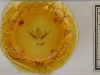 slide view of adult Lithophane querquera