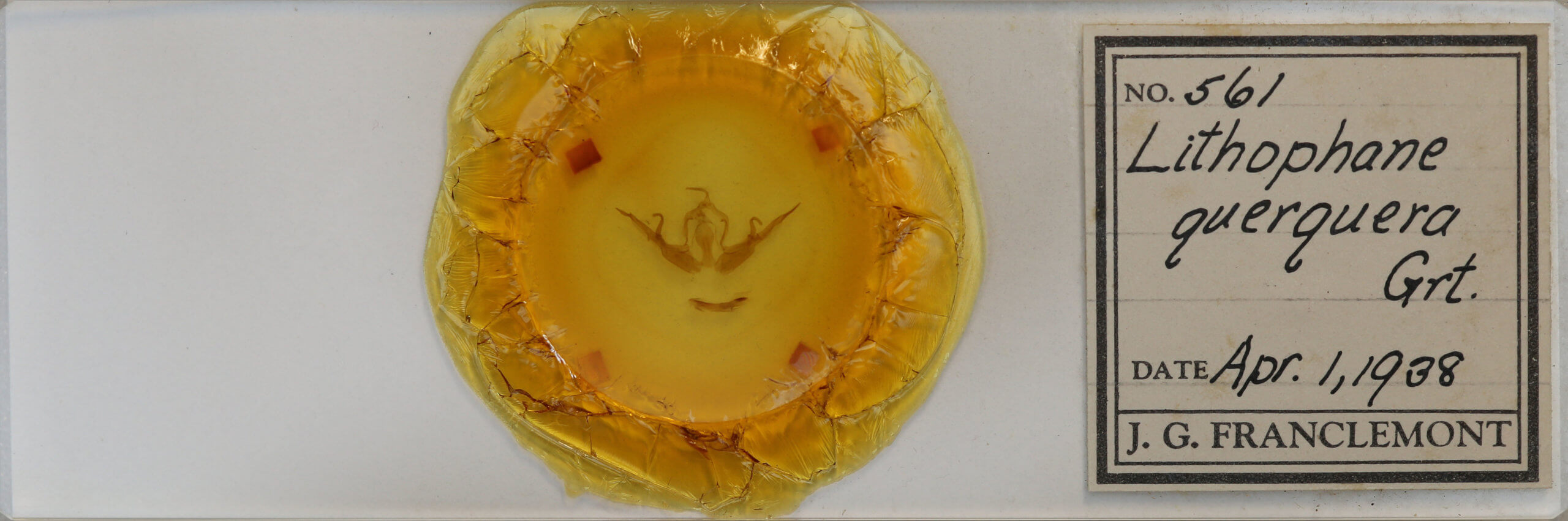 slide view of adult Lithophane querquera