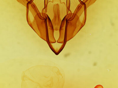 genitalia view of adult Lithophane  tarda