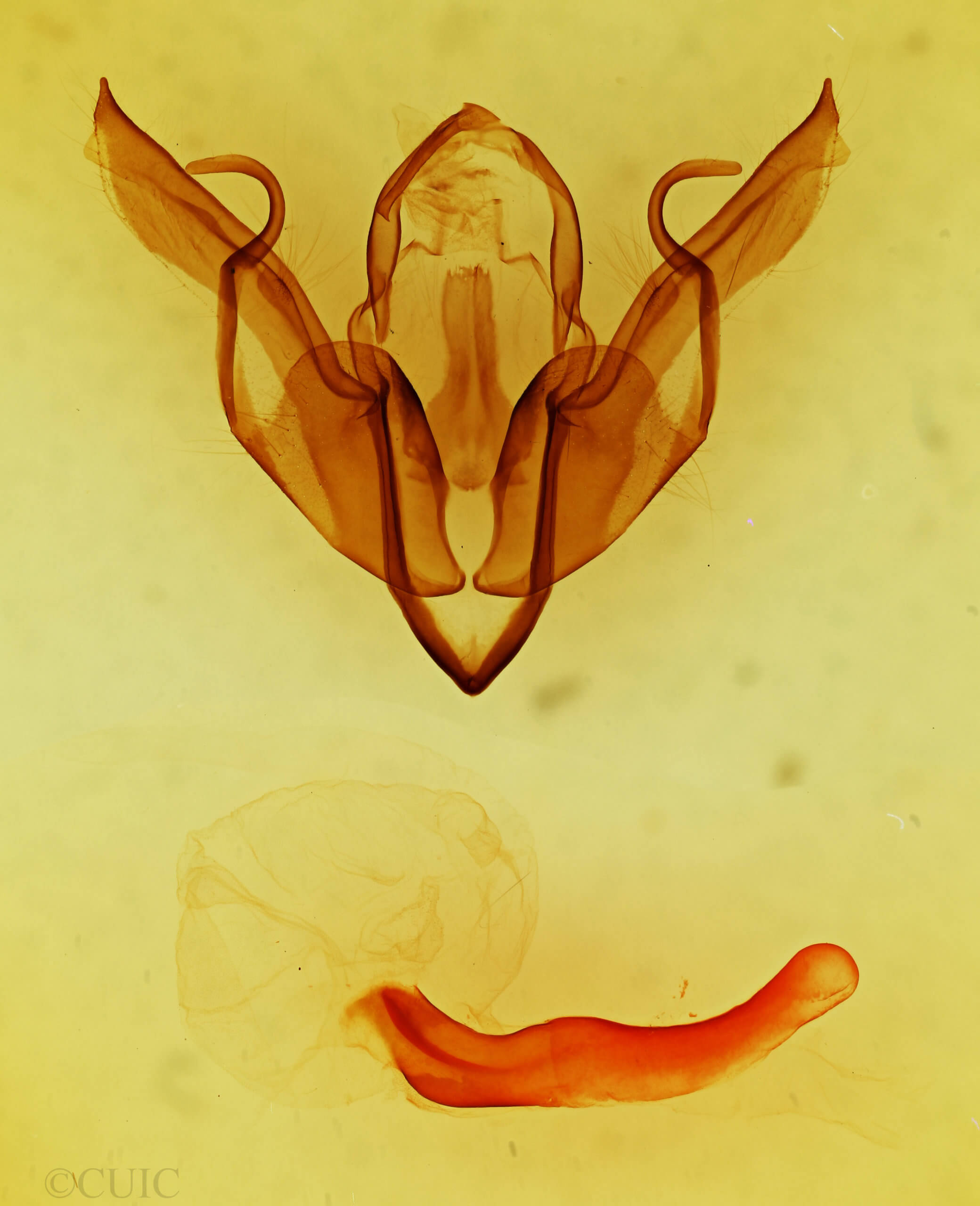 genitalia view of adult Lithophane  tarda