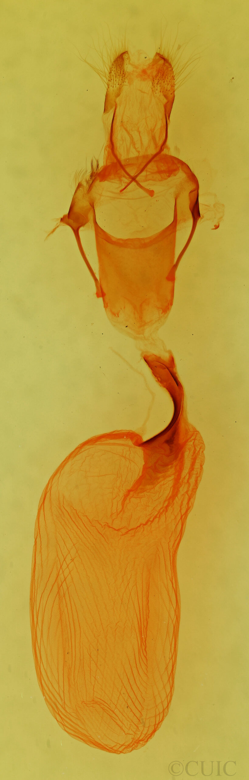 genitalia view of adult Lithophane tarda