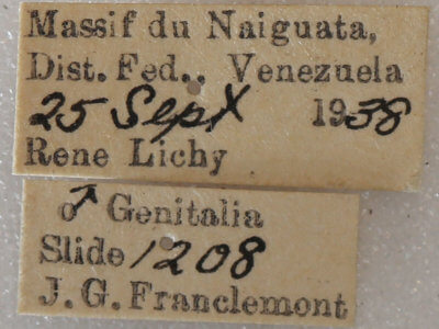 label view of adult Macrotes netrix