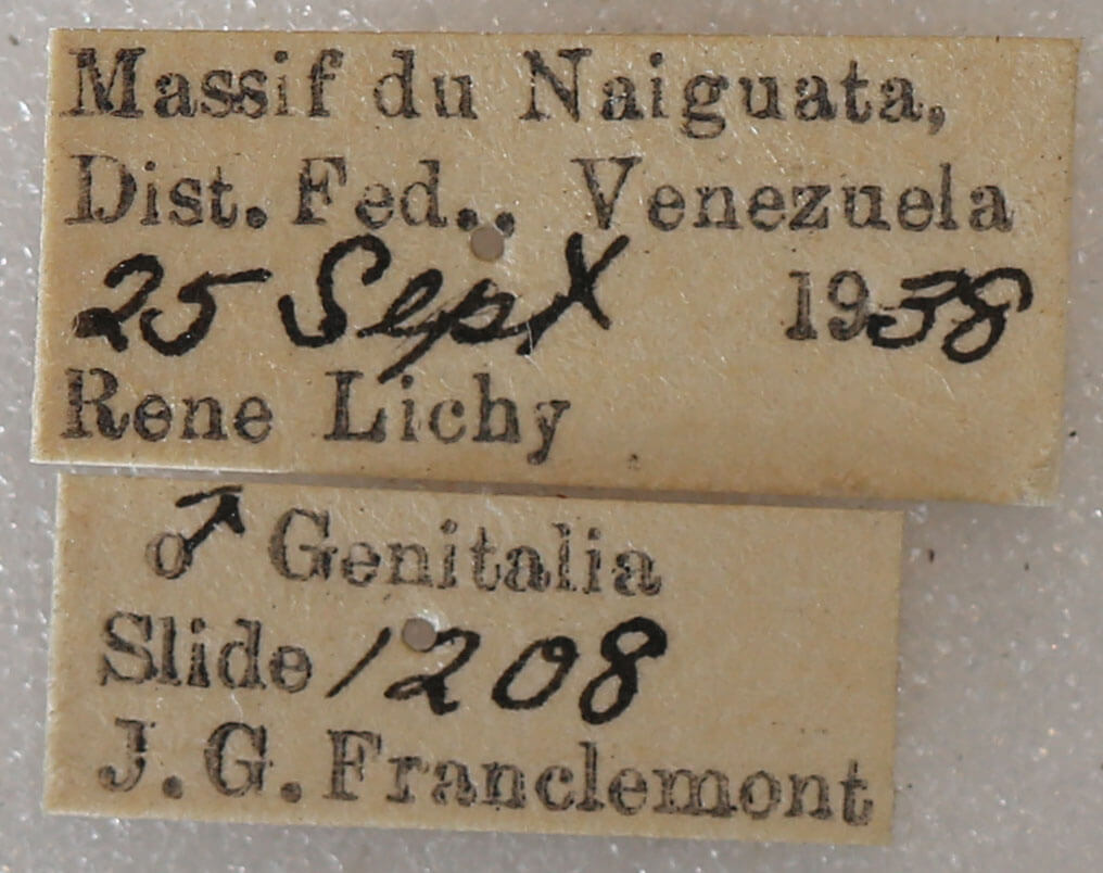 label view of adult Macrotes netrix