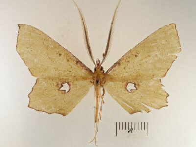 dorsal view of adult Macrotes netrix