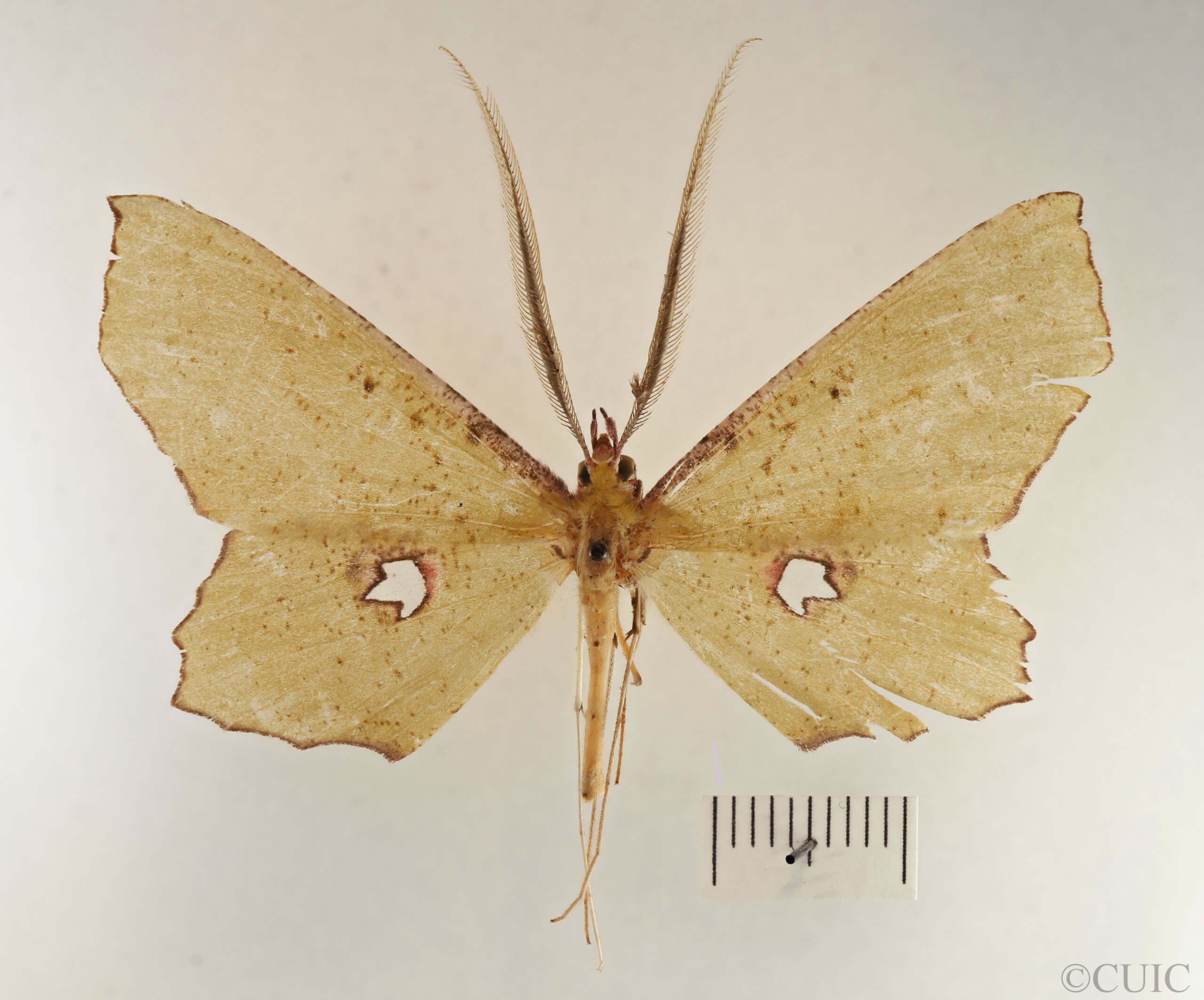 dorsal view of adult Macrotes netrix