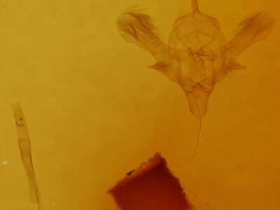 genitalia view of adult Macrotes netrix