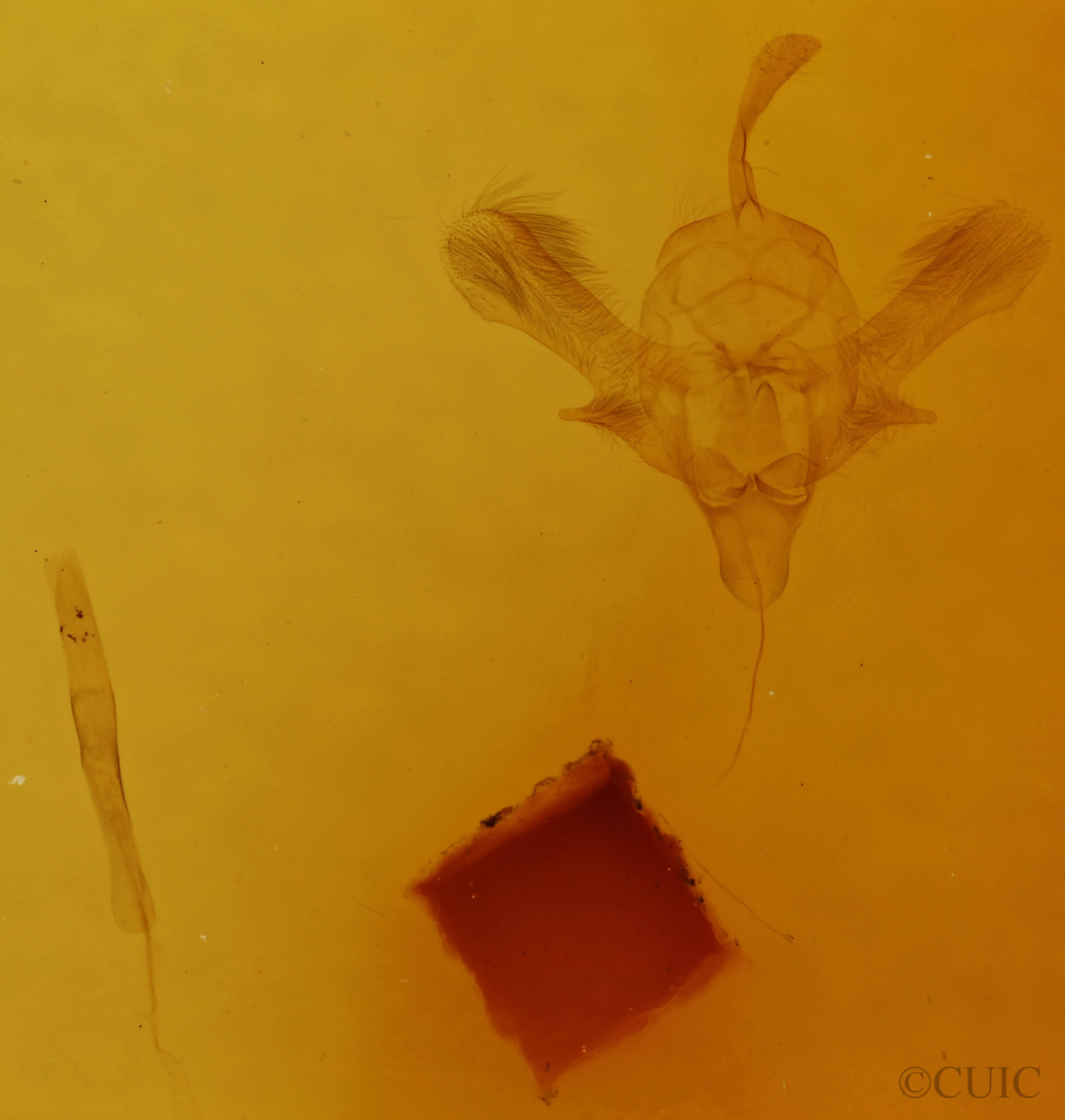 genitalia view of adult Macrotes netrix