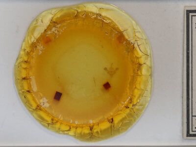 slide view of adult Macrotes netrix